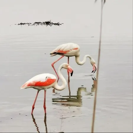 Alojamento de Acomodação e Pequeno-almoço Cantarano