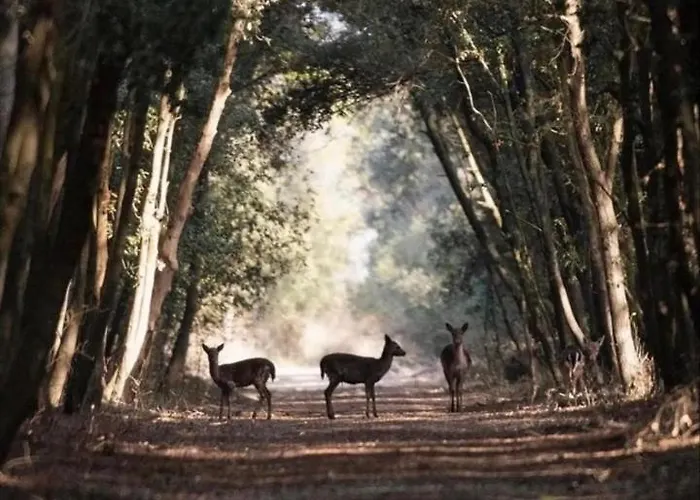 לינה וארוחת בוקר Cantarano 3*