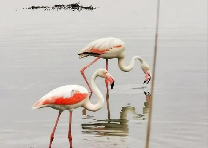 לינה וארוחת בוקר Cantarano